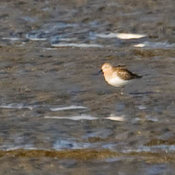 Red-necked Stint